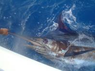 Jornada final de infarto en la pesca del Blue Marlin en el Concurso de Puerto Rico