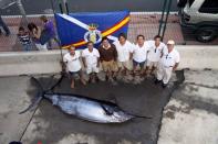 Capturado un marlin de 383 kilos en el III Torneo de Pesca de Altura del CN La Palma