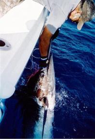 El Maynieves, con 600 puntos, ganador del XVIII Concurso de Pesca de Altura de Puerto Calero