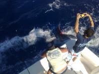 La tripulacin extranjera del Blue Marlin III lidera el Concurso de Pesca de Altura de Pasito Blanco tras la primera jornada