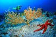 Abierta la preinscripcin para el campeonato abierto de fotografa submarina de Sardina del Norte