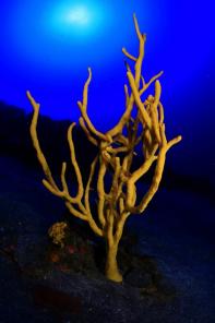 La I Expedicin El Hierro Profundo halla bosques de coral a 100 m. de profundidad