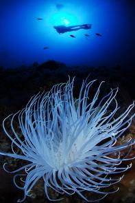 El Fotosub de El Hierro inicia su actividad en el norte de la Isla