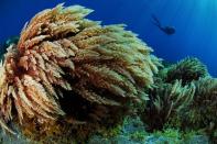 El Hierro `vendersus fondos marinos en la Dive Travel Show en Madrid